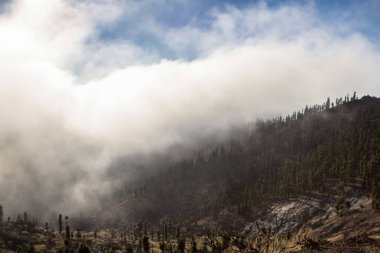 Tenerife çam ormanı içinde yüksek bulutlar
