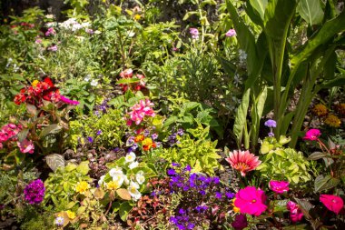 Güneşli renkli çiçekler