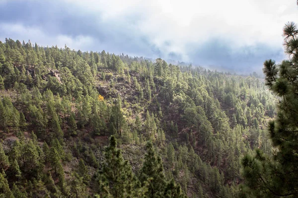 Nubes en el bosque de pinos — Foto de Stock