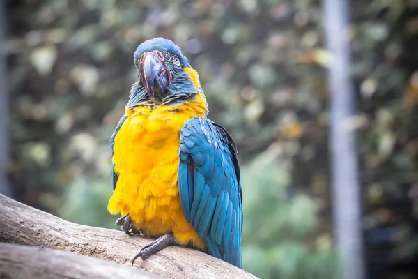 Mavi ve Sarı Macaw — Stok fotoğraf