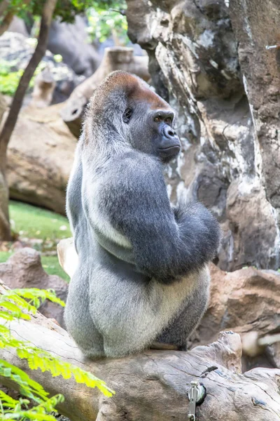 Hombre gorila de montaña — Foto de Stock