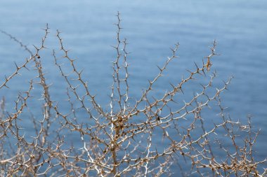 Su önünde kuru diken