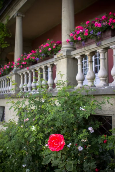 Flores en el balcón — Foto de Stock