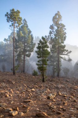 Günbatımı puslu çam ağacı orman üzerinde