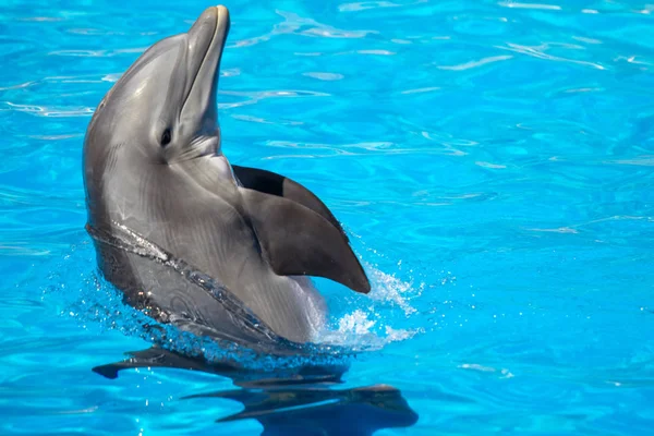 Σόου των δελφινιών σε ένα πάρκο Loro — Φωτογραφία Αρχείου