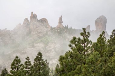 Çam ormanı canary Islands otelleri