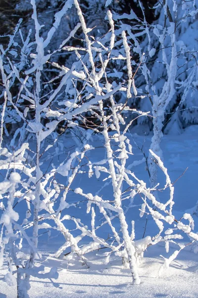 Foresta invernale nella neve — Foto Stock