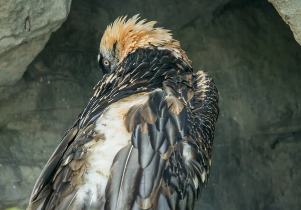 Griffon vulture in a Zoo — Stock Photo, Image