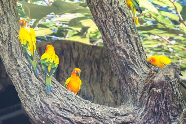 Gökkuşağı Lori bir parkta — Stok fotoğraf