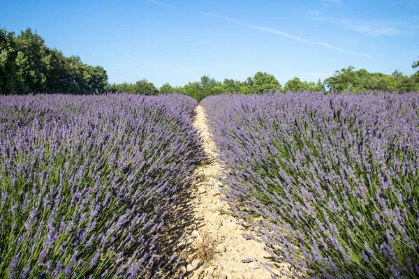 Big lavender field — Stock Photo, Image