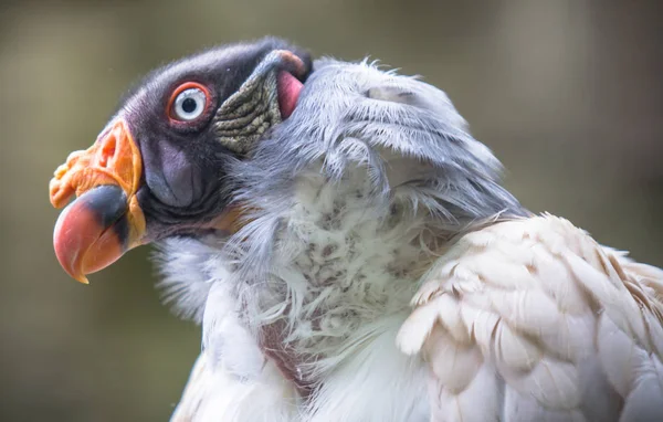 King vulture in a Zoo, Berlin — Stock Photo, Image