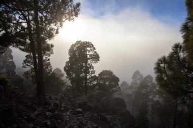 Tenerife çam ormanı içinde yüksek bulutlar