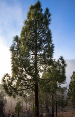Günbatımı puslu çam ağacı orman üzerinde
