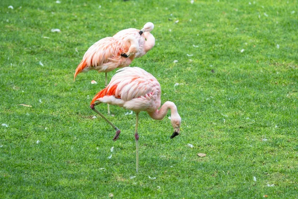 Pink Flamingo in a Zoo — Stock Photo, Image