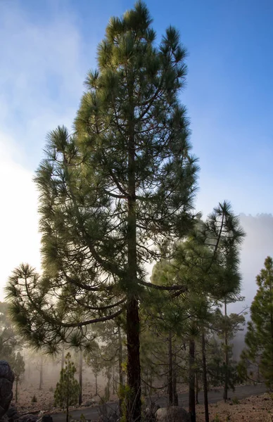 Günbatımı puslu çam ağacı orman üzerinde