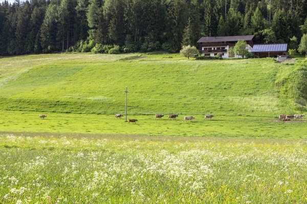 Коровы пасутся на зеленом лугу — стоковое фото