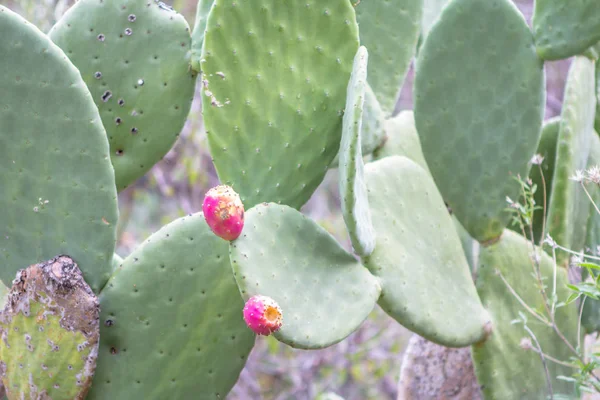 Planta Opuntia stricta —  Fotos de Stock