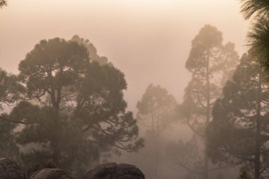 Günbatımı puslu çam ağacı orman üzerinde