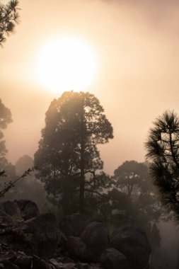 Günbatımı puslu çam ağacı orman üzerinde