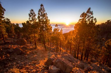 Günbatımı ormandaki bulutlar üzerinde