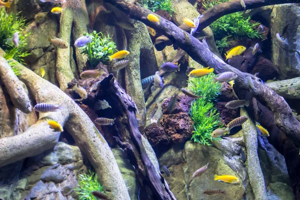 Acuario de peces en un parque — Foto de Stock