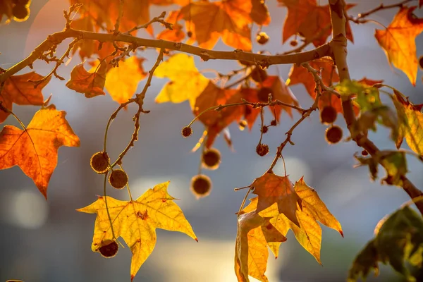 Baum Brunch auf Sonnenhintergrund — Stockfoto