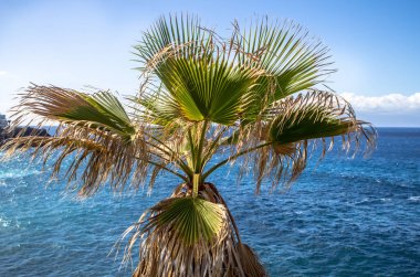 palmiye ağacının yanında okyanus