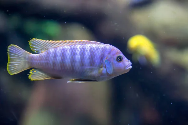 Peixes de aquário — Fotografia de Stock