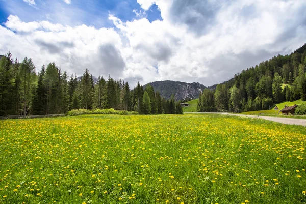 Paisaje con campo de dientes de león y montañas — Foto de Stock