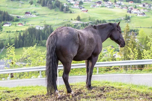 Zwarte paard op de weide — Stockfoto