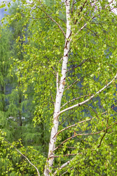 Birke im Frühling — Stockfoto