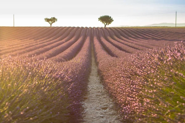 Big lavender field on sunset — Stock Photo, Image