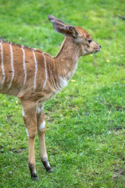 Bebek Nyala bir Hayvanat Bahçesi, Berlin