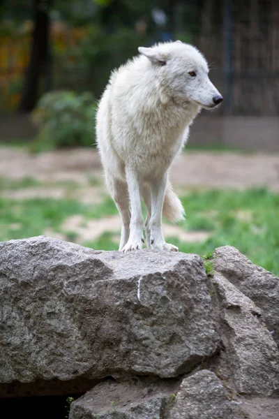 Weißer polarwolf im zoo berlin — Stockfoto