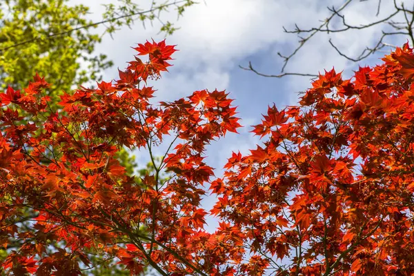 Otoño hojas de color naranja en los árboles —  Fotos de Stock