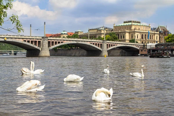 Лебеди на реке Влтаве в Праге — стоковое фото