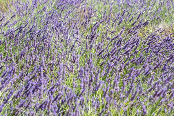 Lavanda fechar — Fotografia de Stock