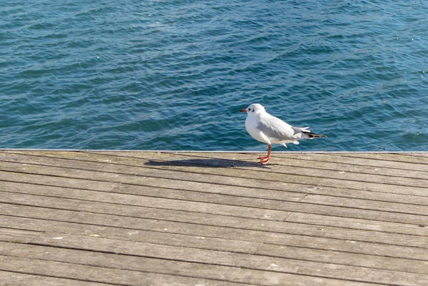 Seagull in the harbor — Stock Photo, Image