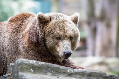 Kuzey Amerika boz ayısı, bir Hayvanat Bahçesi, Berlin, Almanya
