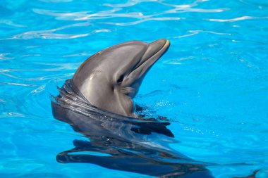 Yunus gösterisi Loro Park