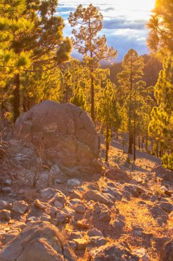 Çam ağacı ormanında gün batımı