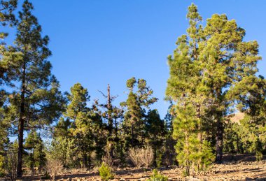 Ormandaki Kanarya çam