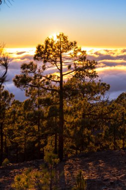 Bulutların üzerinde orman Marnixkade günbatımı