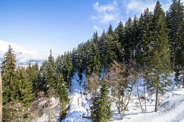 Bosque cubierto de nieve — Foto de Stock