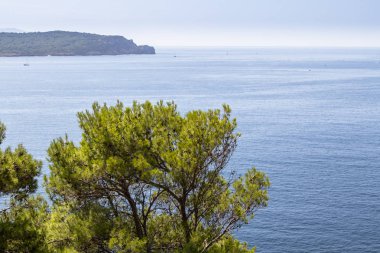 Yaz yatay, Sardunya Adası'yeşil çalılar