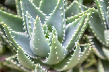 Aloe Vera plant clipart
