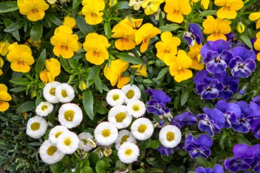 Çiçeği mini Hercai Menekşe