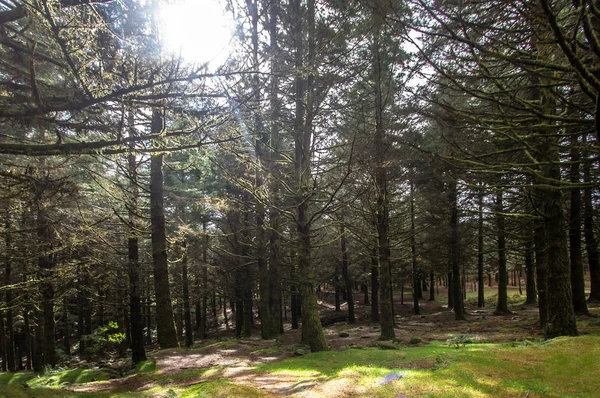 Güneş ışınları ile eski sisli orman