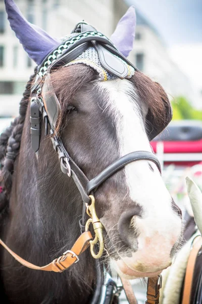 At arabası sokakta ile