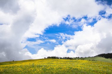 Çiçek açan dandelions alan Alpleri'nde